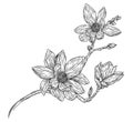 Floral Botany Illustration. Magnolia Flower Drawings. Botanical Illustration for Greeting Card, Prints, Posters.