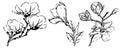 Floral botany sketch collection. Magnolia flower drawings. Black and white with line art on a white background.