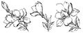 Floral botany sketch collection. Magnolia flower drawings. Black and white with line art on a white background.