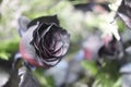 roses black 7735