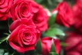 Roses red 7761 c Royalty Free Stock Photo