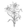 Floral bouquet. Flower daffodil engraving greetign card background. Royalty Free Stock Photo