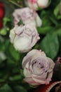 Roses ivory multicolor 7987