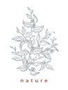 Bouquet of tea bush. Vector Royalty Free Stock Photo