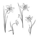 Floral bouquet set. Flower daffodil botanical engraving backgrou Royalty Free Stock Photo