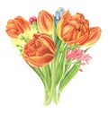Floral bouquet with tulips, freesia and hyacinths, watercolor painting. Royalty Free Stock Photo