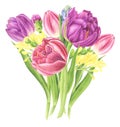 Floral bouquet with tulips, freesia and hyacinths, watercolor painting. Royalty Free Stock Photo
