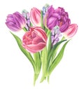 Floral bouquet with tulips, freesia and hyacinths, watercolor painting. Royalty Free Stock Photo