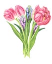 Floral bouquet with tulips and hyacinths, watercolor painting. Royalty Free Stock Photo
