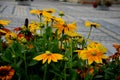 Floral bowl flowerpot on city square orange and yellow shades and striped cobblestone tiles