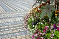 floral bowl flowerpot on city square orange and yellow shades and striped cobblestone tiles