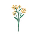 Floral branch. Spring flower twig. Fragile delicate field bloom. Meadow herbs, herbal sprig. Beautiful gentle simple