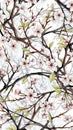Floral Branches with Pink Blossoms Pattern Royalty Free Stock Photo