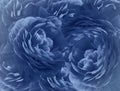 Floral bright blue background. A bouquet of blue roses flowers. Close-up. floral collage. Flower composition. Royalty Free Stock Photo