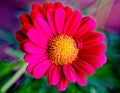 Floral bright color outdoor macro flower portrait of a single red pink orange blooming flowering marguerite / daisy blossom on
