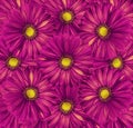 Floral bright pink background. A bouquet of flowers from pink-yellow gerberas. Close-up. Royalty Free Stock Photo