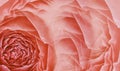 Floral bright red background. Pink roses and petals flowers. Close-up. Flower composition. Royalty Free Stock Photo