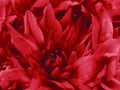 Floral bright red beautiful background of Chrysanthemums. Wallpapers of red flowers. Closeup,