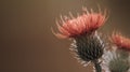 Floral brown background. Red thorny thistle flower. A red flower on a violet background. Closeup.