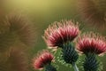 Floral brown-green background. Red thorny thistle flower. A red-pink flowers on a yellow-green background. Closeup.