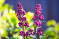 Floral brushes of lilac. The dark purple buds of ornamental shrubs on a bright green background. The concept of spring, mood,