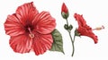 Floral bud, bloom, stamens and petals of red hibiscus flower. Floral drawing in realistic vintage style with detailed Royalty Free Stock Photo