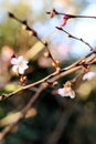 Spring Floral bud opening first spring flowers in the trees background