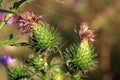 A floral bud of thistle Royalty Free Stock Photo