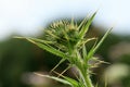 Thistle, a wild, green, melliferous Royalty Free Stock Photo