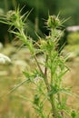 Thistle, a wild, green, melliferous Royalty Free Stock Photo