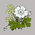 Floral bush retro on white background , hand drawn decorat