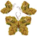 Floral butterfly made of dry leaves and flowers Royalty Free Stock Photo