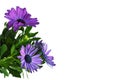 Floral card with purple Osteospermum or African daisies isolated on white background with copy space Royalty Free Stock Photo