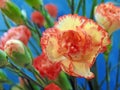 Floral carnations flower bouquet florist floristry Royalty Free Stock Photo