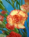 Floral carnations flower bouquet florist floristry Royalty Free Stock Photo