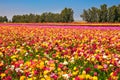 The floral carpet