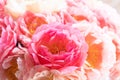 Floral carpet or Wallpaper. Background of coral peonies. Morning light in the room. Beautiful peony flower for catalog