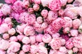 Floral carpet or Wallpaper. Background of pink peonies. Morning light in the room. Beautiful peony flower for catalog or