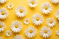 Floral chamomile spring daisy white blossom nature yellow flower art background Royalty Free Stock Photo