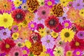 Floral chaos abstract collage Royalty Free Stock Photo