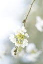 Floral cherry trees blossom background at parc de sceaux near paris france