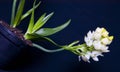 Floral Chincherinchee Flower .White flower in full bloom with buds