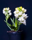 Floral Chincherinchee Flower .White flower in full bloom with buds