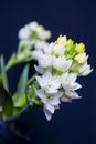 Floral Chincherinchee Flower .White flower in full bloom with buds