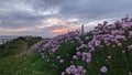 Floral cliff walk in Ballybunion county Kerry Ireland on the wild Atlantic Way Royalty Free Stock Photo