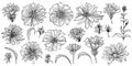 Floral clipart with flowers and buds of chicory. Vector collection of flowers.