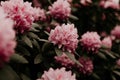 Pink rhododendron flower heads on stem with green leaves on a bush. Royalty Free Stock Photo