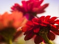 Floral close-up - playing with depth of field