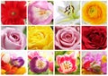 Floral collage Royalty Free Stock Photo