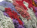 Floral color wallpaper decoration from annuals